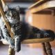 5 choses à savoir pour amener un chat adulte dans votre maison 190