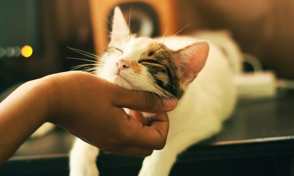 10 conseils pour créer un environnement sans stress pour votre chat 54