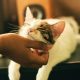 10 conseils pour créer un environnement sans stress pour votre chat 26