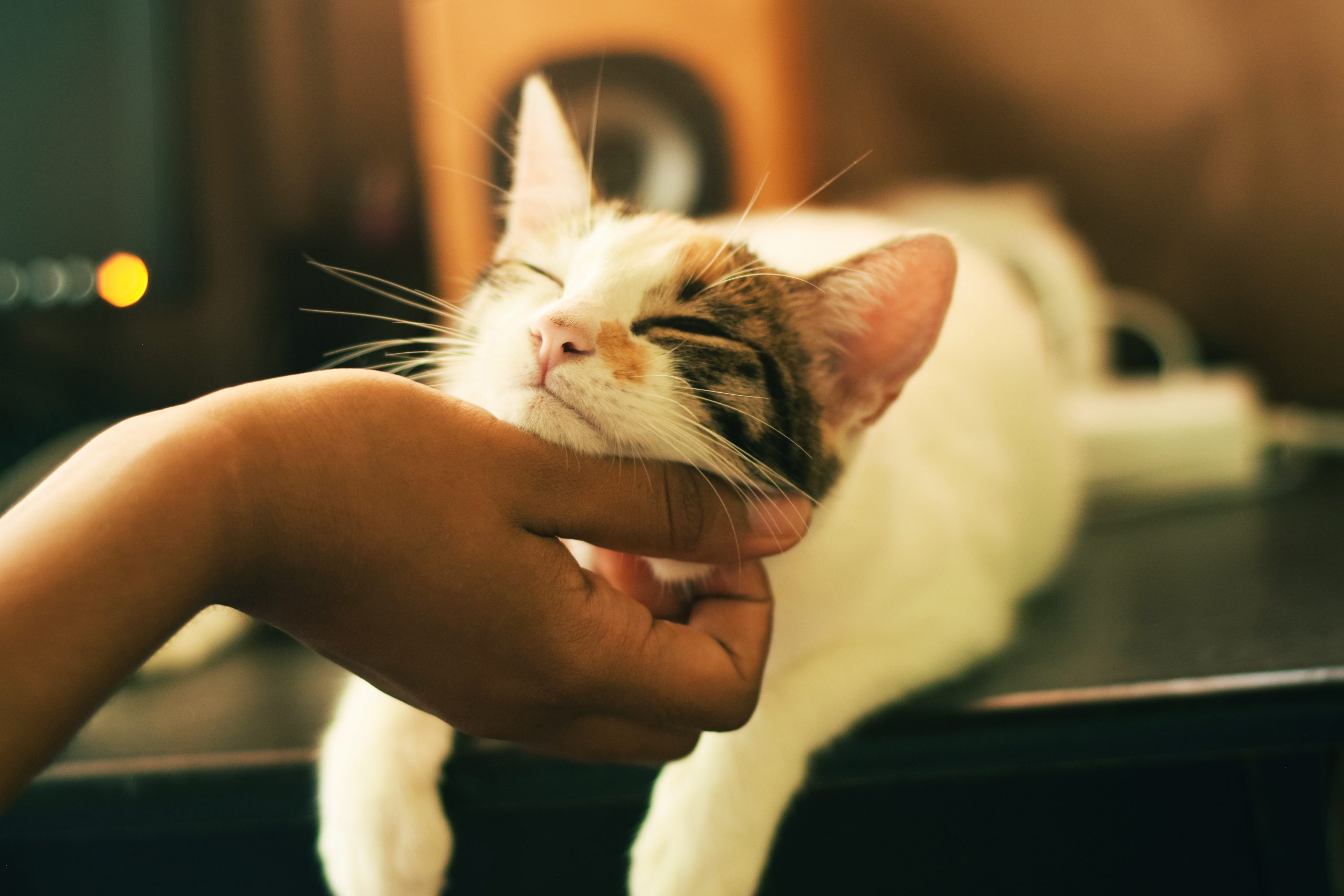 10 conseils pour créer un environnement sans stress pour votre chat 1